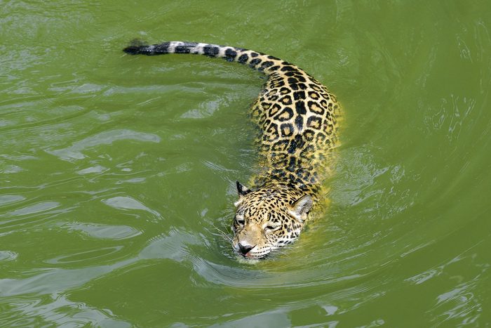 Jaguar Swimming