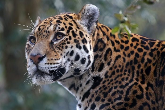 Jaguar Closeup