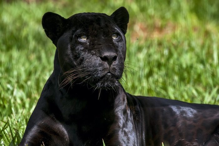 Jaguar Close Up