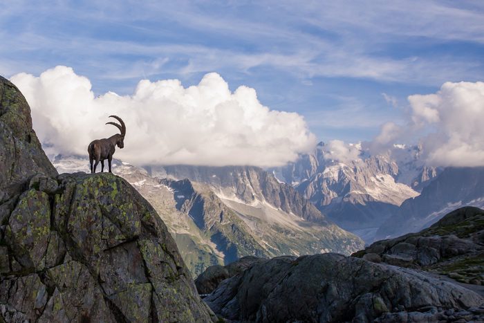 What does goat mean. Смотреть фото What does goat mean. Смотреть картинку What does goat mean. Картинка про What does goat mean. Фото What does goat mean