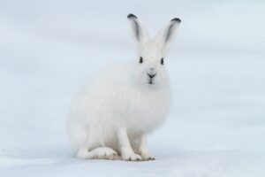 Artic Hare