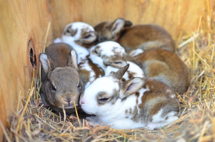 Litter of Baby Rabbits