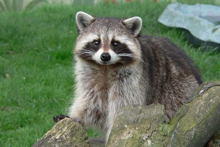 Raccoon Meaning and Symbolism