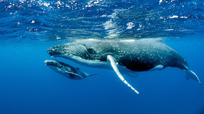 LET'S GET UP CLOSE AND PERSONAL TO A HUMPBACK WHALE'S SKIN