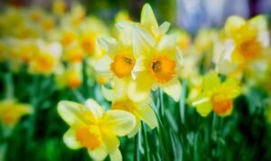 Daffodil Meaning