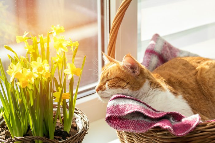 Daffodils and Cat