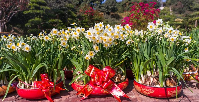 Chinese New Year and Daffodils
