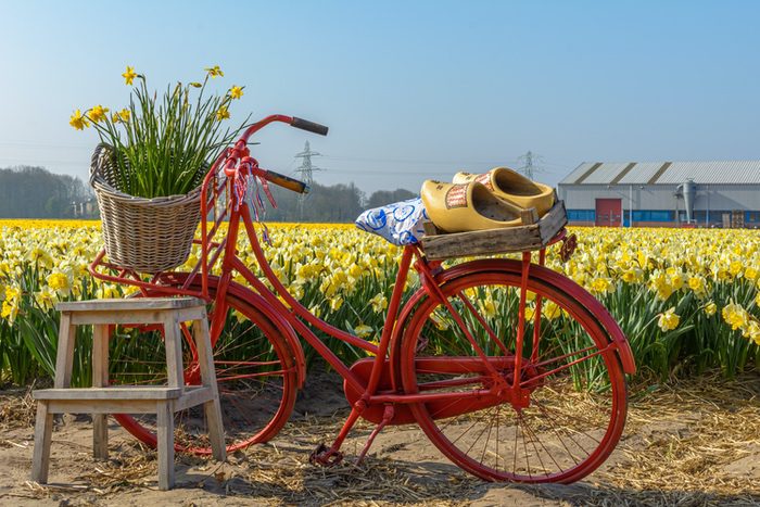Daffodils Bike Clogs Netherlands