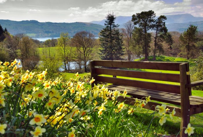 Daffodils and Bench in Nature