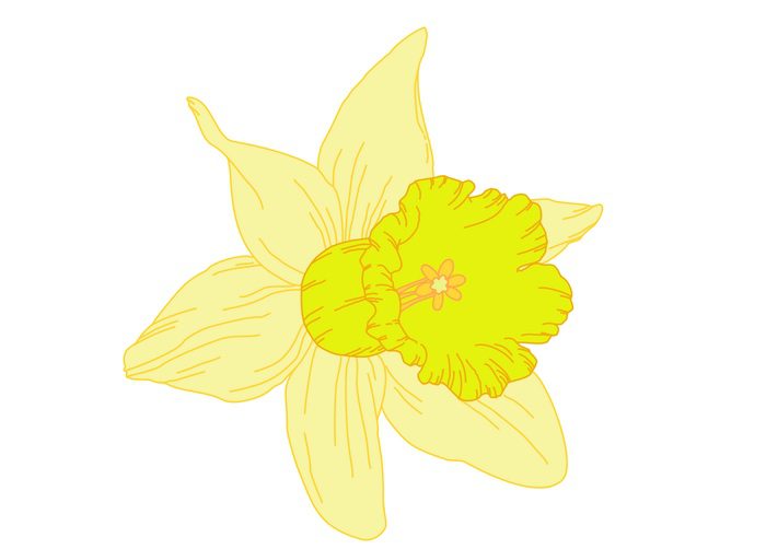 Daffodil Illustration