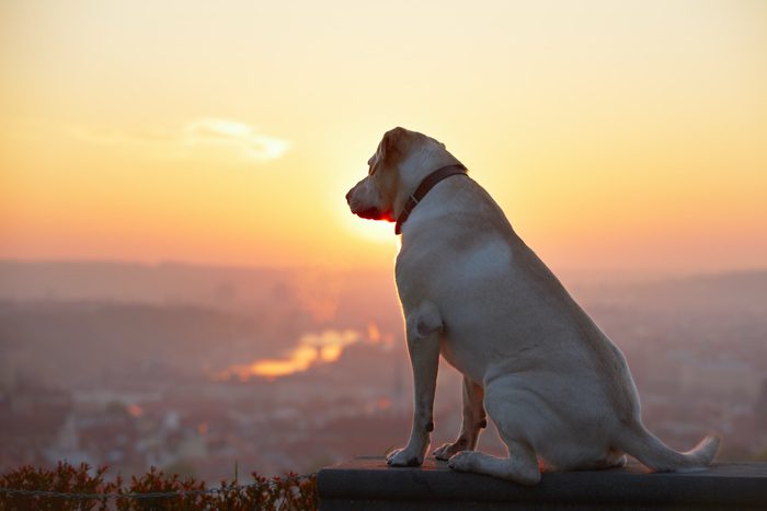 Thoughtful Dog Looking Over a Valley