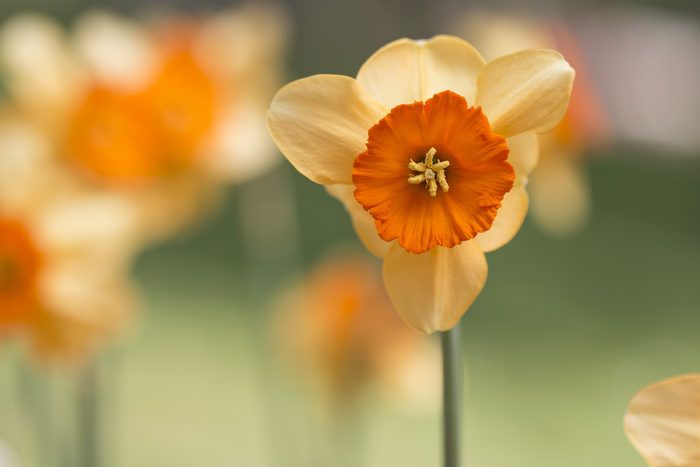 Orange Daffodils