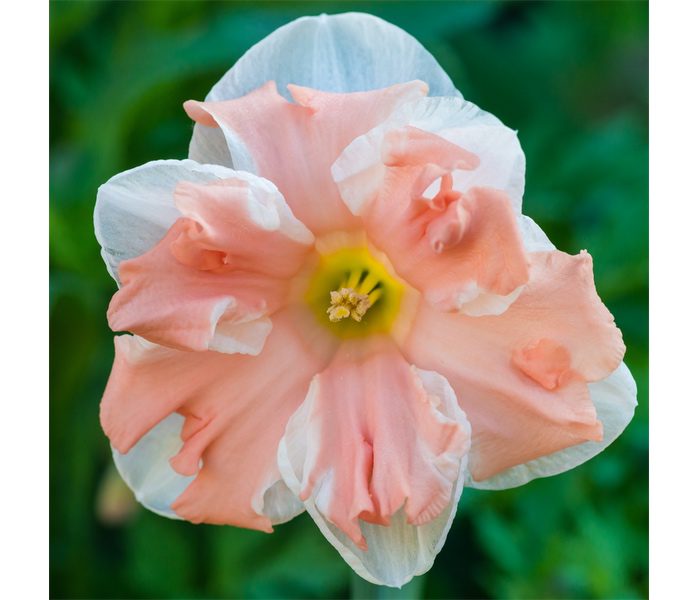 Pink Daffodil