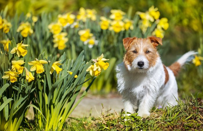 Dog with Daffodils