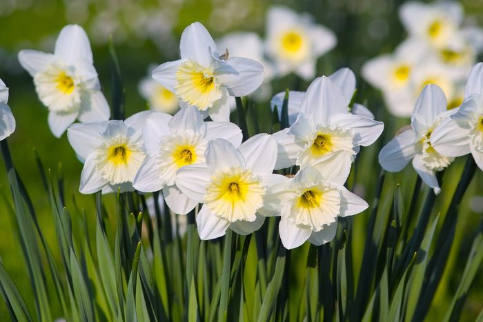 White Daffodils