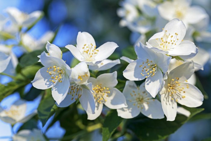 JASMINE FLOWER