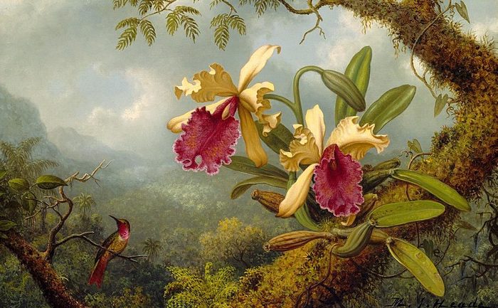 Orchids and Hummingbird