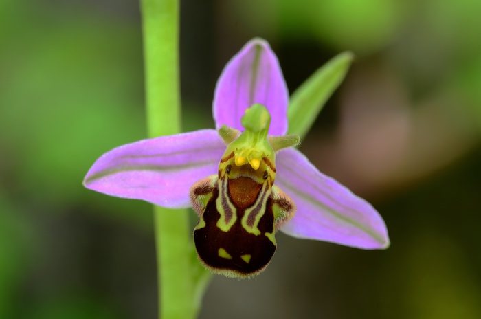 Bee Orchid