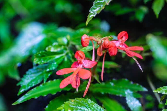 Orchid Meanings, Symbolism & Mythology + Orchid Uses | UniGuide