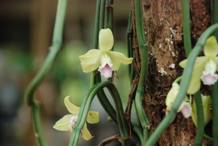 Vanilla Orchid