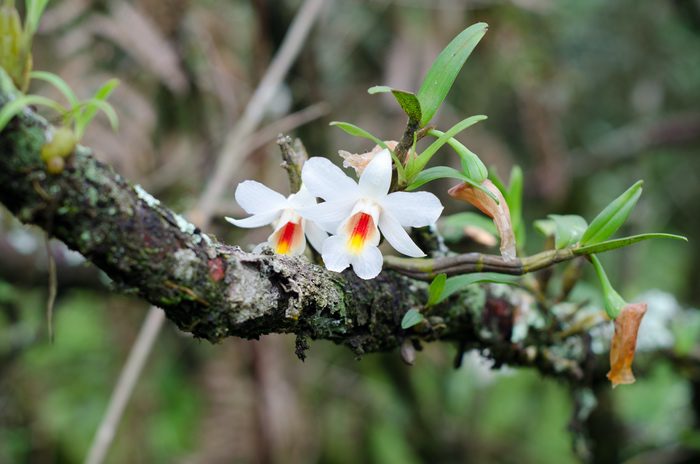 White Orchids