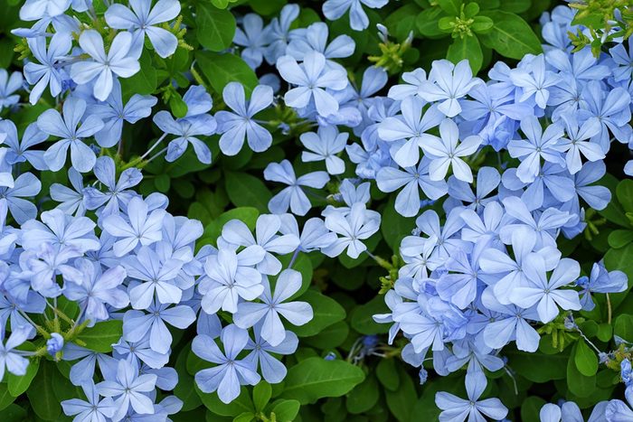 Blue Jasmine Meaning