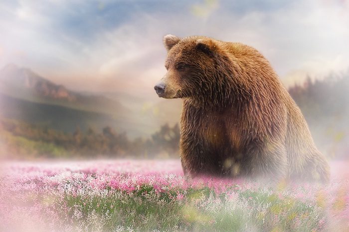 Grizzly Bear
