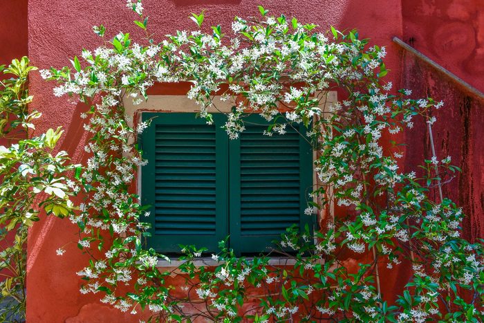Jasmine Vine Around Window