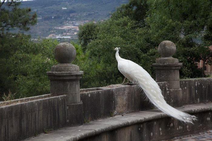 Peacock Dream