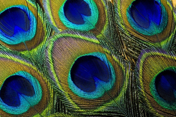 Peacock Feather Closeup