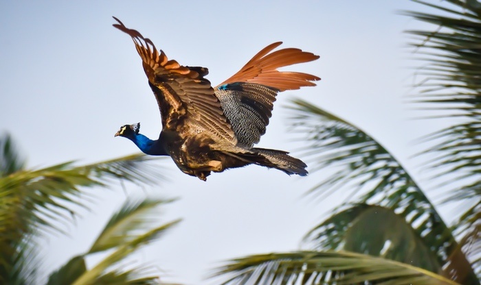 Peacock in Flight