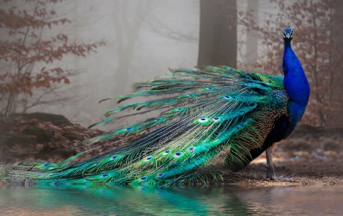 Beautiful Peacock