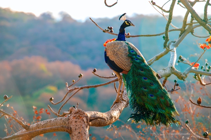 Peacock Spirit Animal