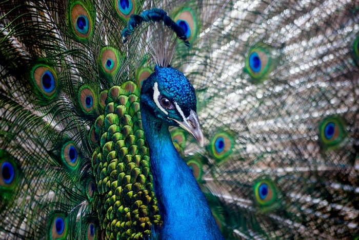 Peacock Closeup