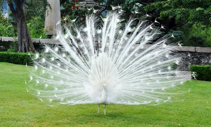 Albino Peacock