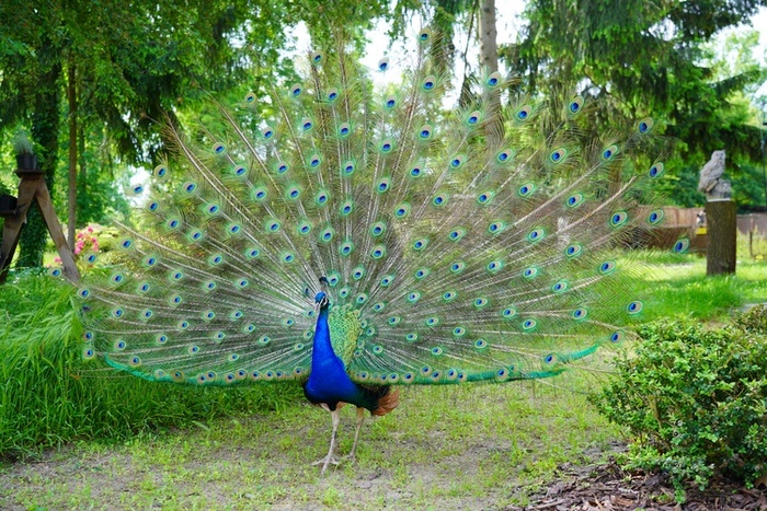 Peacock Symbolism & Meaning + the Peacock Spirit Animal