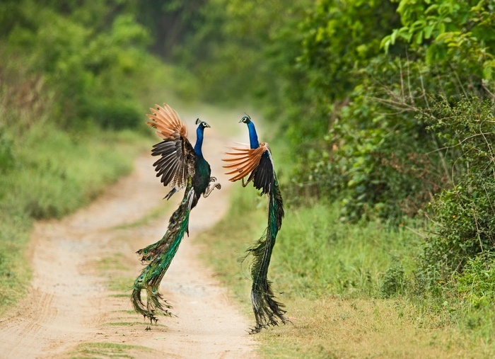Peacocks Fighting