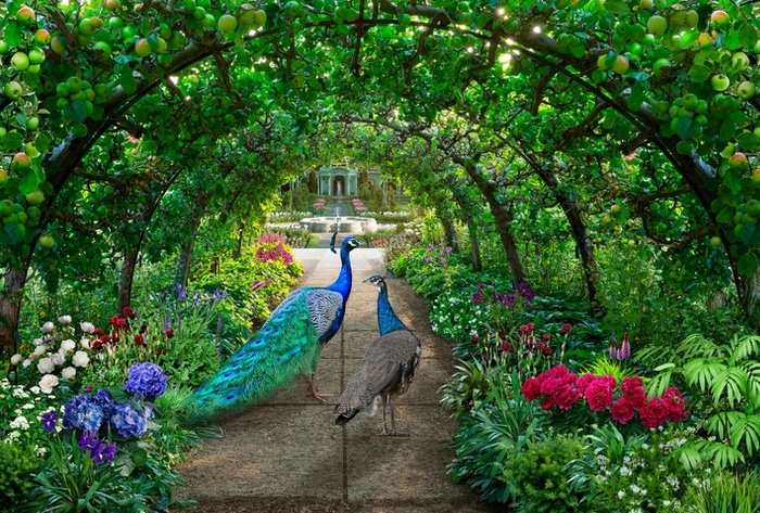 Two Peacocks in a Garden