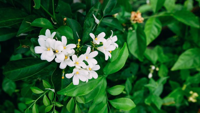 White Jasmine