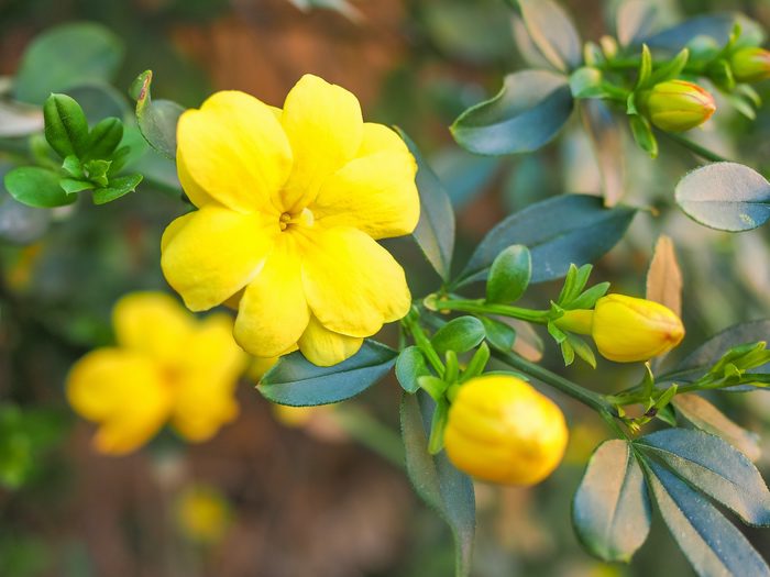 Yellow Jasmine