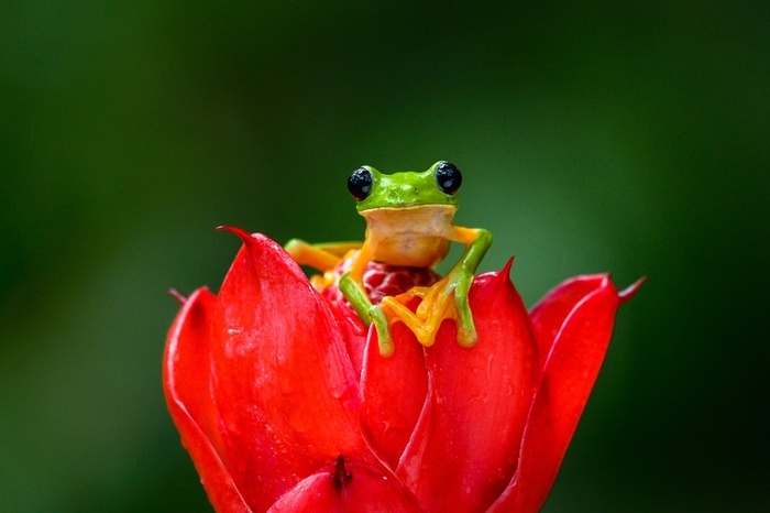 Frog on Red Flower