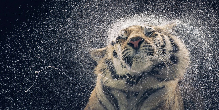 Bengal Tiger Water