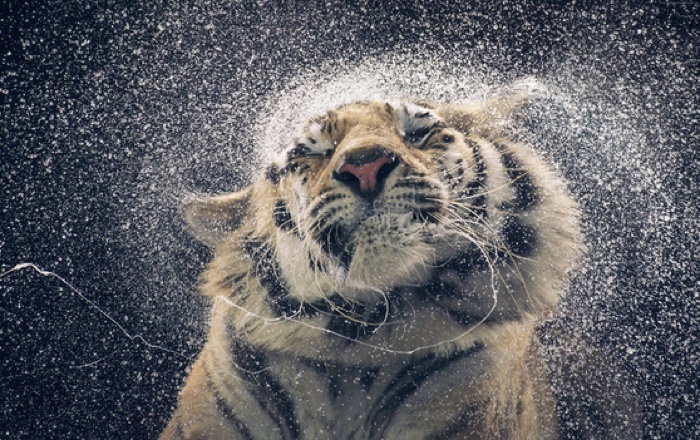 Tiger Splashing Water Off