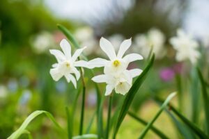 Narcissus Flower Meaning and Mythology