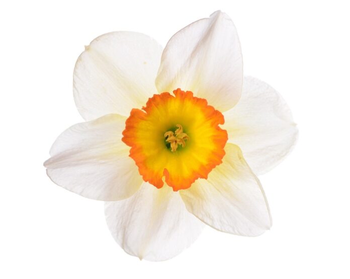 Narcissus Flower Meanings, Symbolism, and Mythology UniGuide