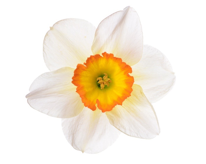 Narcissus Flower Meaning In Tamil Best Flower Site