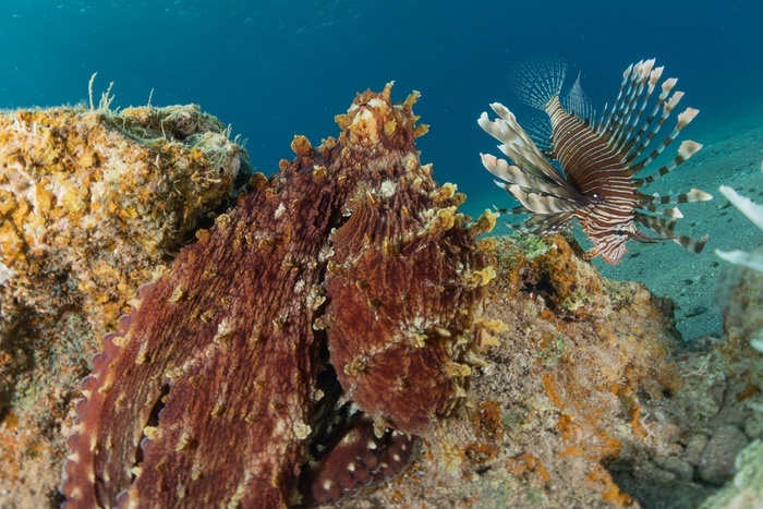 Octopus on Coral
