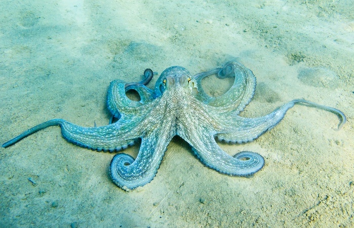 Octopus Camouflage
