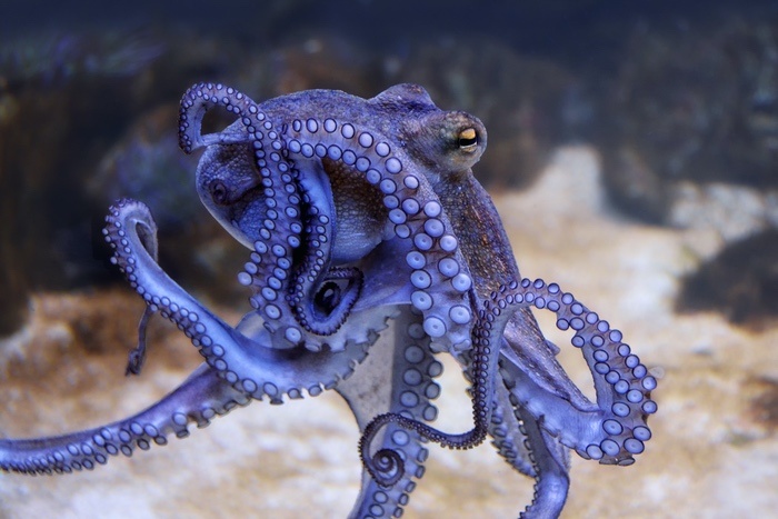 Purple Octopus