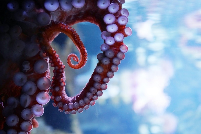 Octopus Tentacles 